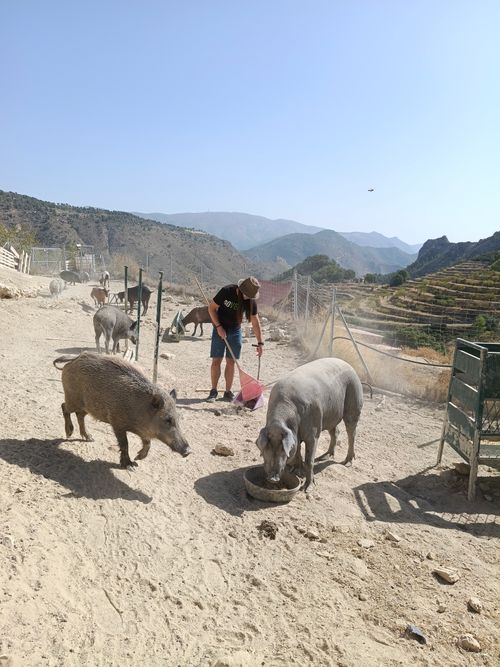 Voluntariado (limpieza y construcción)